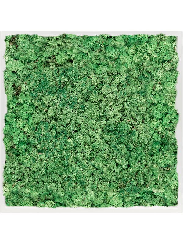 Картина из мха mdf ral 9010 satin gloss 100% reindeer moss (grass green) L80 W80 H6 см