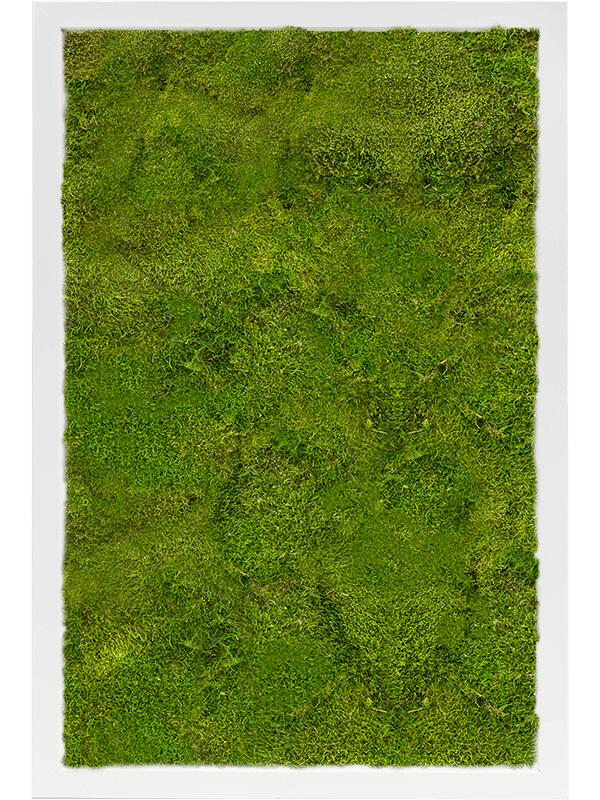 Картина из мха mdf ral 9010 satin gloss 100% flat moss L60 W40 H6 см