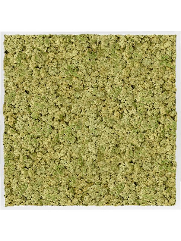 Картина из мха mdf ral 9010 satin gloss 100% reindeer moss (old green) L100 W100 H6 см