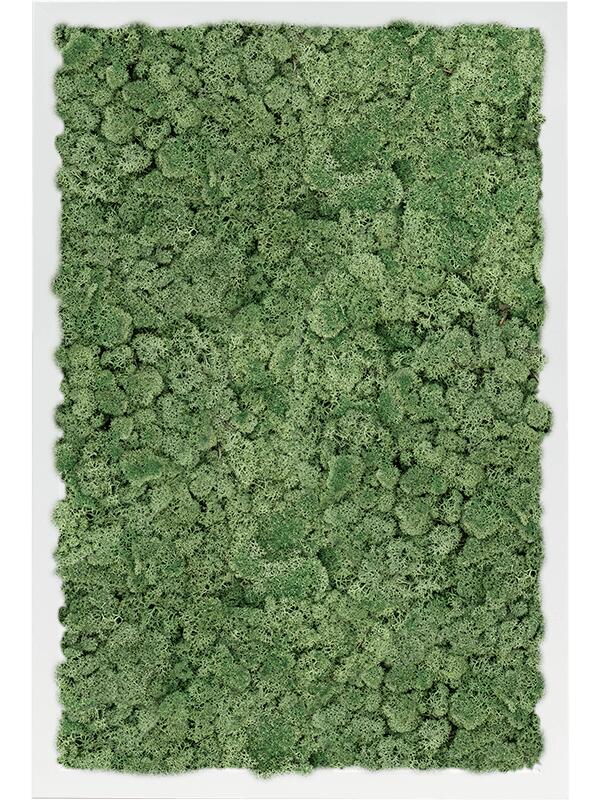 Картина из мха mdf ral 9010 satin gloss 100% reindeer moss (moss green) L60 W40 H6 см