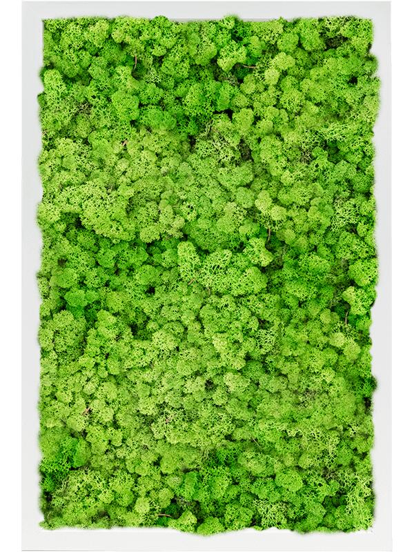 Картина из мха mdf ral 9010 satin gloss 100% reindeer moss (light grass green) L60 W40 H6 см