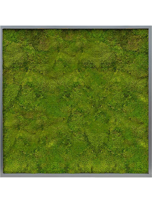 Картина из мха mdf ral 7016 satin gloss 100% flat moss L100 W100 H6 см