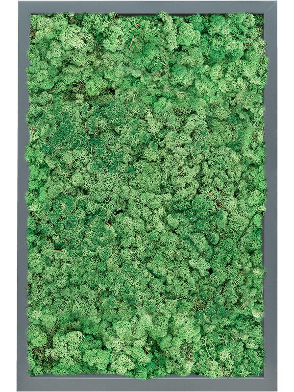 Картина из мха mdf ral 7016 satin gloss 100% reindeer (grass green) L60 W40 H6 см