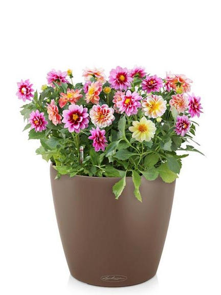 Кашпо Lechuza Classico Color