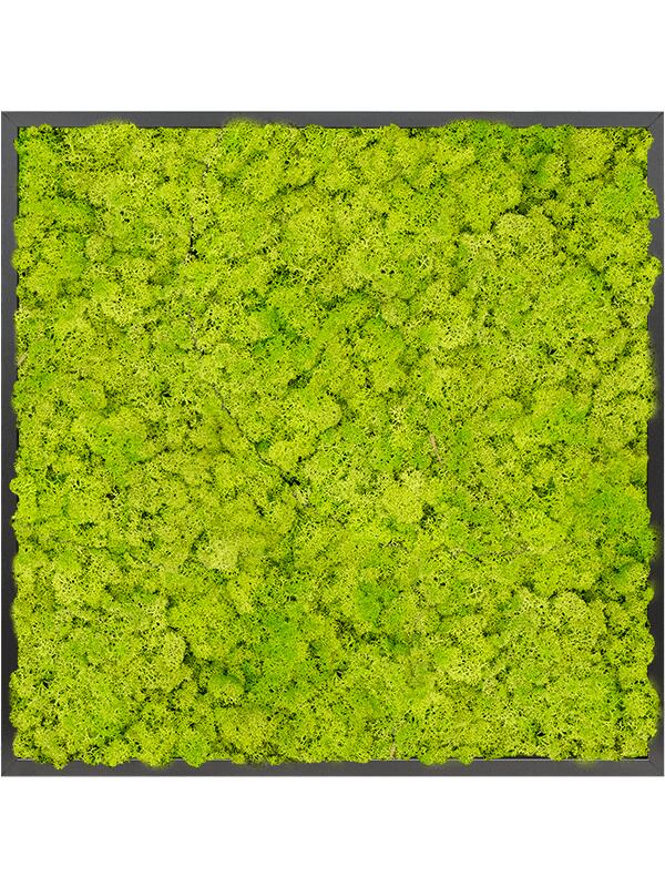 Картина из мха mdf ral 9005 satin gloss 100% reindeer moss (spring green L80 W80 H6 см