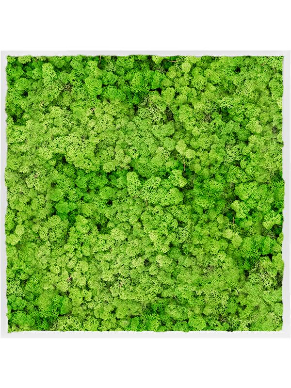 Картина из мха mdf ral 9010 satin gloss 100% reindeer moss (light grass green) L100 W100 H6 см