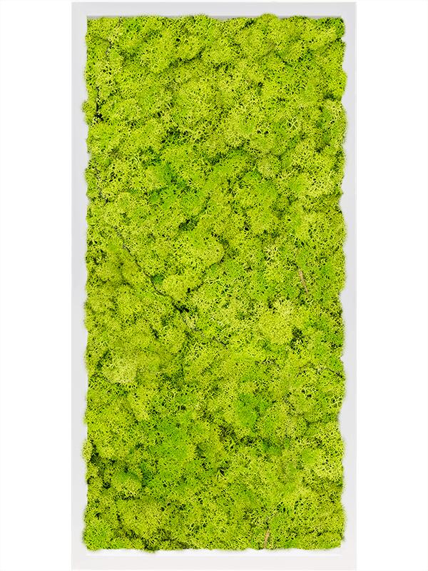 Картина из мха mdf ral 9010 satin gloss 100% reindeer moss (spring green) L80 W40 H6 см
