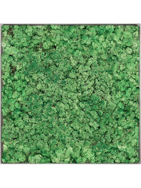 Картина из мха nova frame natural-concrete 100% reindeer (grass green) L90 W90 H5 см