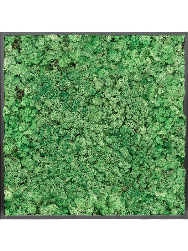 Картина из мха mdf ral 9005 satin gloss 100% reindeer moss (grass green) L100 W100 H6 см