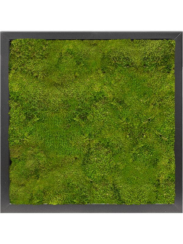 Картина из мха mdf ral 9005 satin gloss 100% flat moss L40 W40 H6 см