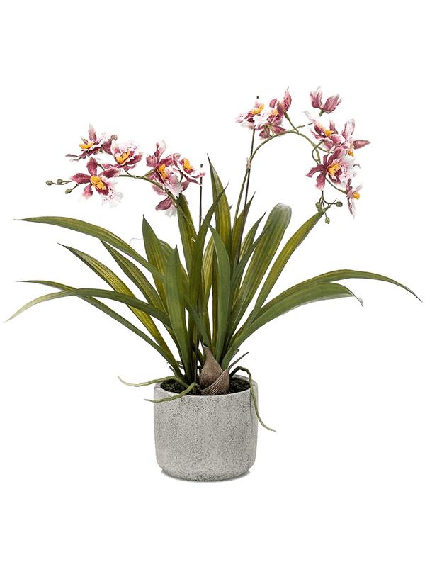 Орхидея Онцидиум бургунди в горшке искусственная H45 см (арт. 8EE425588) -  купить за 6 706 ₽ в интернет-магазине Гарден Гров