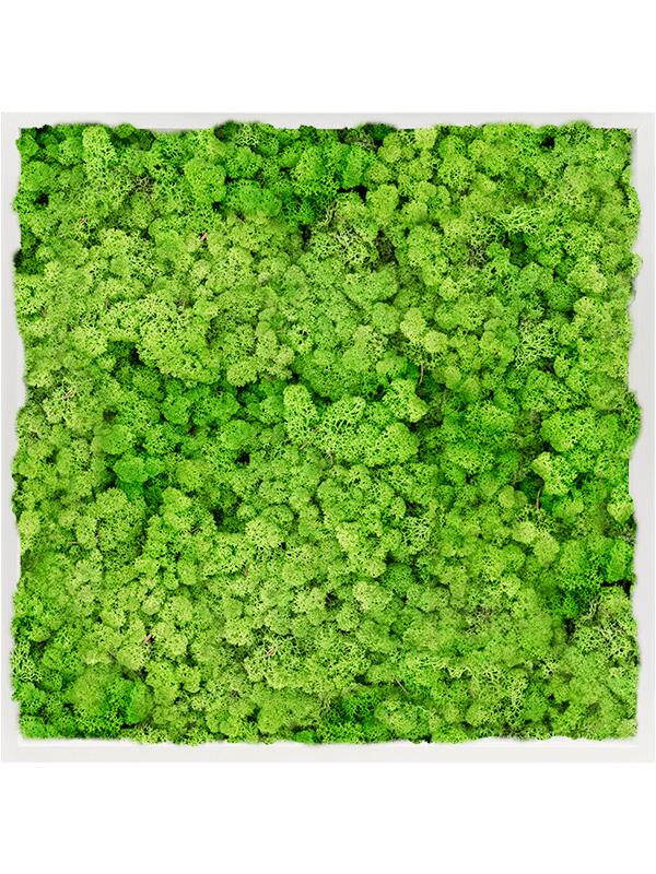 Картина из мха mdf ral 9010 satin gloss 100% reindeer moss (light grass green) L80 W80 H6 см