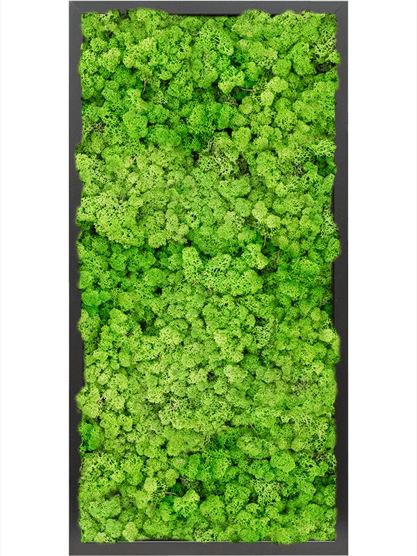 Картина из мха mdf ral 9005 satin gloss 100% reindeer moss (light grass green) L80 W40 H6 см