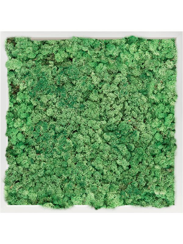 Картина из мха mdf ral 9010 satin gloss 100% reindeer moss (grass green) L60 W60 H6 см