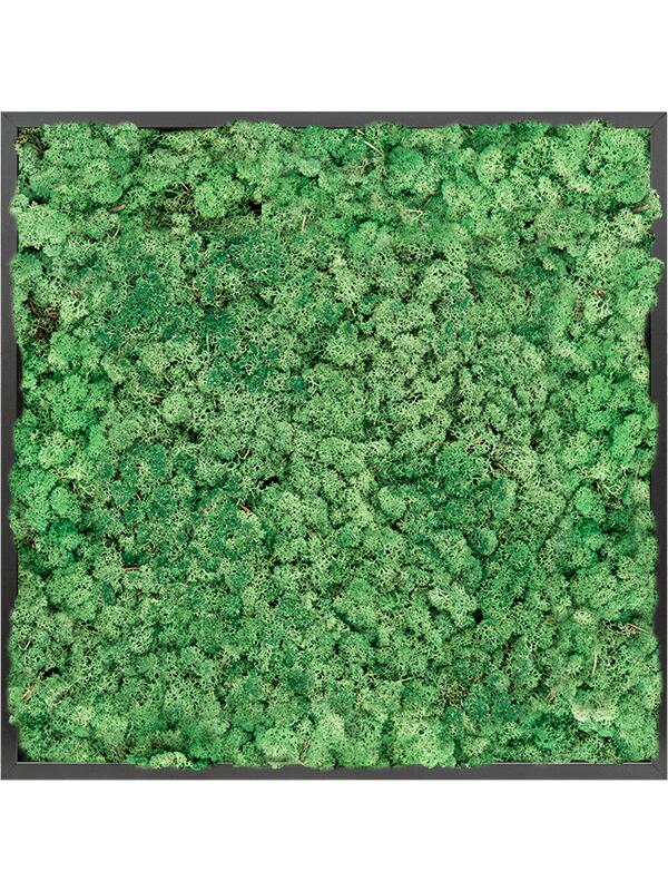 Картина из мха mdf ral 9005 satin gloss 100% reindeer moss (grass green) L80 W80 H6 см