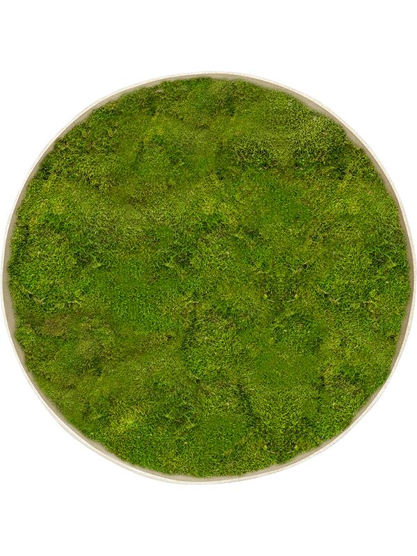 Картина из мха nova frame antique white-concrete 100% flat moss D60 H5 см