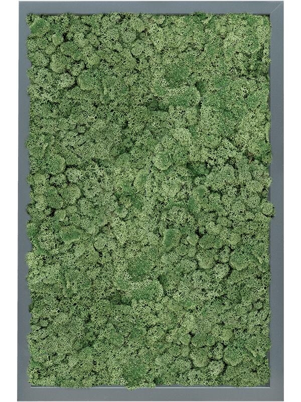 Картина из мха mdf ral 7016 satin gloss 100% reindeer moss (moss green) L60 W40 H6 см