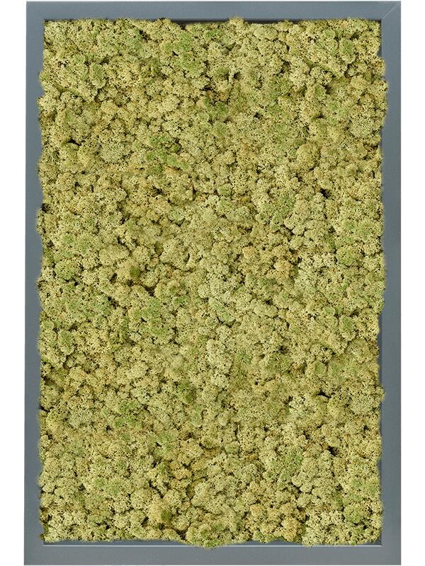 Картина из мха mdf ral 7016 satin gloss 100% reindeer (oldgreen) L60 W40 H6 см