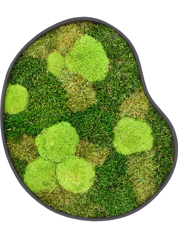 Картина из мха organic frame #1 earth mos (mix) L50 W43 H5 см