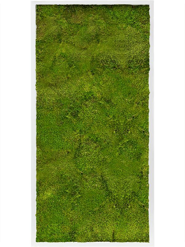 Картина из мха mdf ral 9010 satin gloss 100% flat moss L120 W60 H6 см