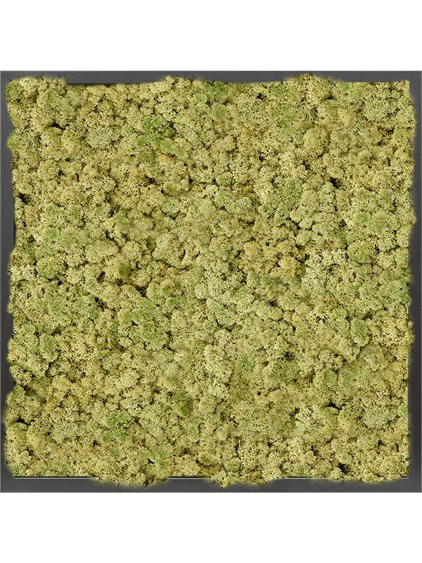 Картина из мха mdf ral 9005 satin gloss 100% reindeer moss (old green) L60 W60 H6 см