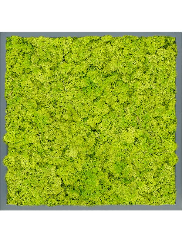 Картина из мха mdf ral 7016 satin gloss 100% reindeer moss (spring green) L60 W60 H6 см