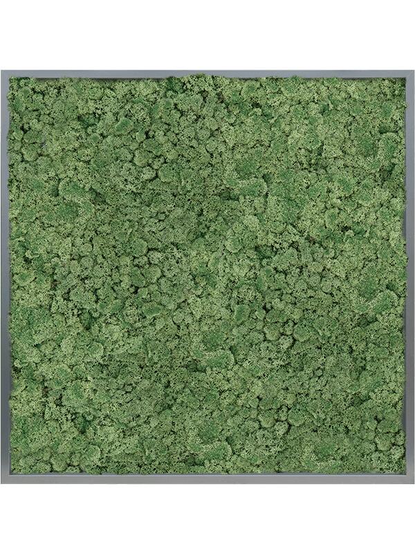 Картина из мха mdf ral 7016 satin gloss 100% reindeer moss (moss green) L100 W100 H6 см