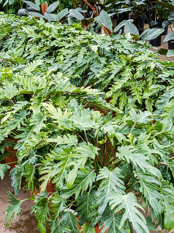 Филодендрон Ксанаду H85 D30 см Филодендрон Ксанаду H85 D30 см