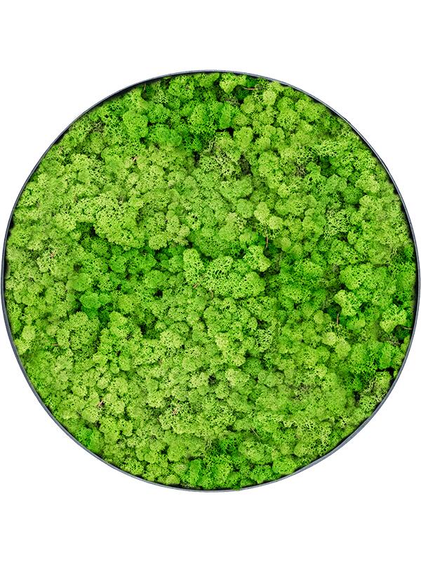 Картина из мха nova frame anthracite-concrete 100% reindeer (light grass green) D50 H5 см