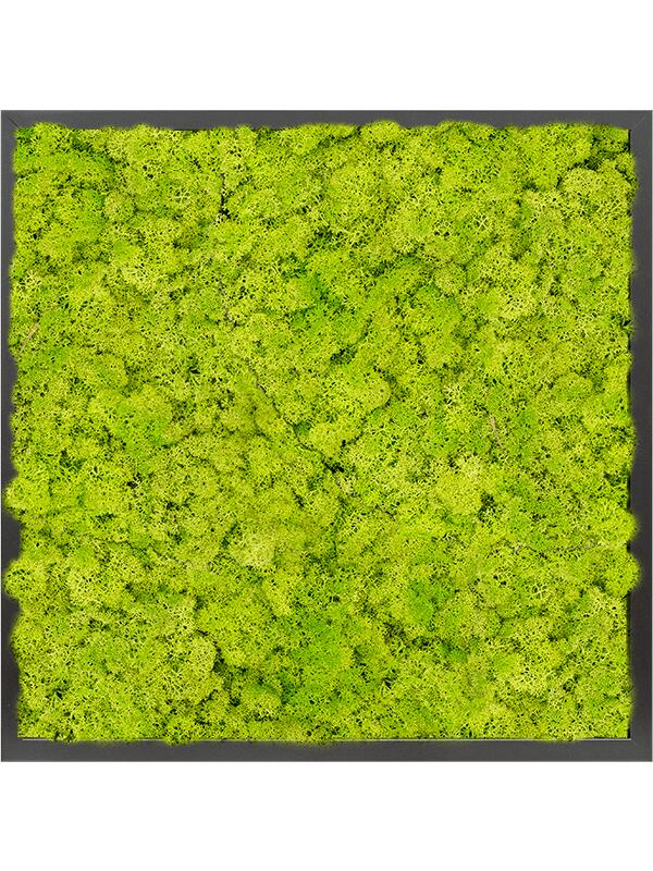 Картина из мха mdf ral 9005 satin gloss 100% reindeer moss (spring green) L60 W60 H6 см
