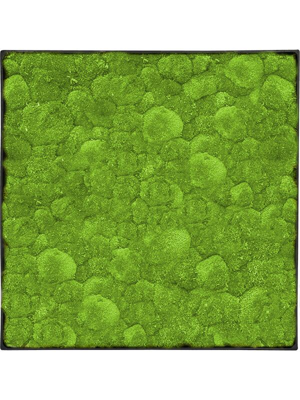 Картина из мха nova frame anthracite-concrete 100% ball moss L60 W60 H5 см