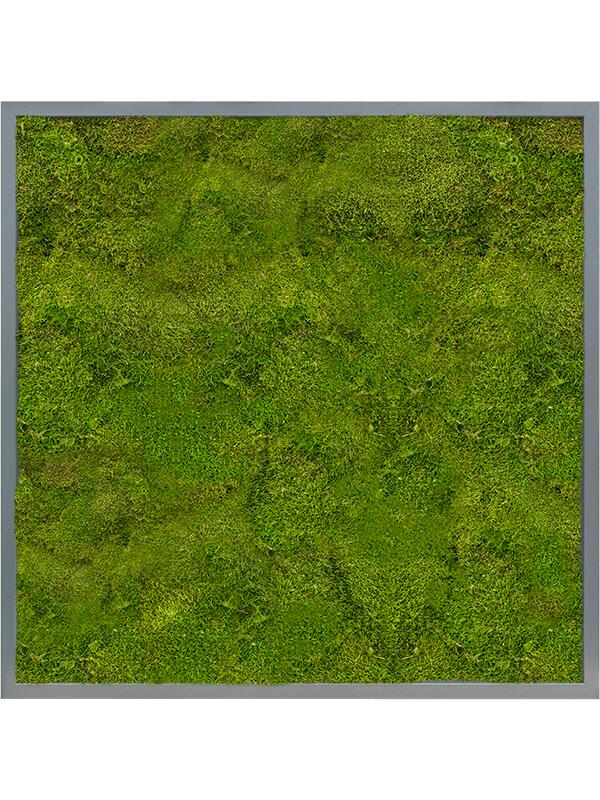 Картина из мха mdf ral 7016 satin gloss 100% flat moss L80 W80 H6 см