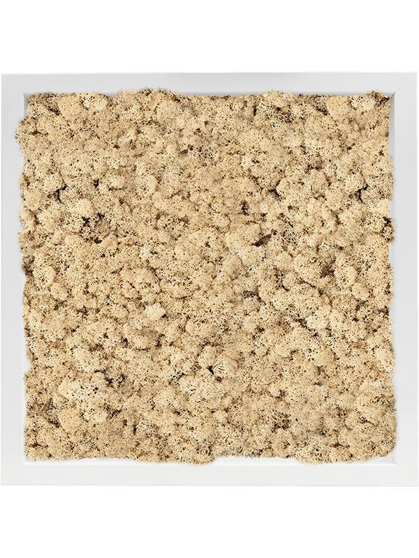 Картина из мха mdf ral 9010 satin gloss 100% reindeer moss (natural) L40 W40 H6 см