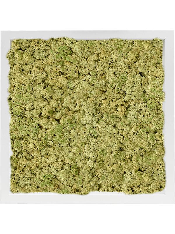 Картина из мха mdf ral 9010 satin gloss 100% reindeer moss (old green) L40 W40 H6 см