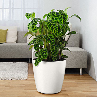 Подставка на колесиках для кашпо Ola Dom