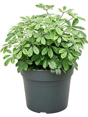 Шеффлера Компакта Шеффлера Компакта