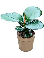 Фикус Эластика София H25 D11 см