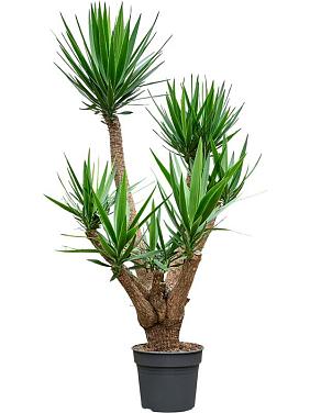 Юкка Слоновая разветвленная Юкка Слоновая разветвленная