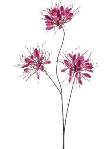 Клеома искусственная