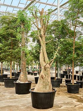 Баобаб (Адансония пальчатая) Баобаб (Адансония пальчатая)