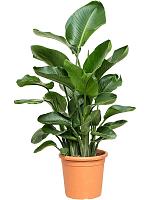 Стрелиция Николая H120 D26 см