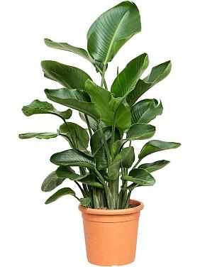 Стрелиция Николая Стрелиция Николая