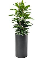 Фикус Циатистипула H110 D30 см