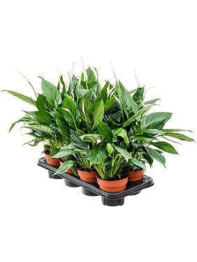 Спатифиллум Свит Чико Спатифиллум Свит Чико