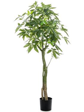 Пахира Акватика искусственная Пахира Акватика искусственная