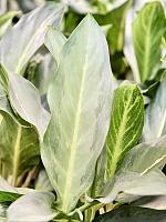 Аглаонема Призрак H50 D19 см