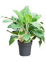 Аглаонема Вайт Эйдж H60 D24 см