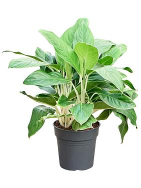 Аглаонема Вайт Эйдж