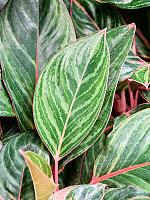 Аглаонема Принцесса H50 D19 см