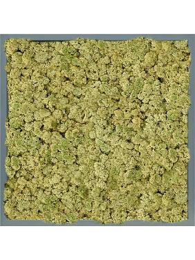 Картина из мха mdf ral 7016 satin gloss 100% reindeer (oldgreen) Картина из мха mdf ral 7016 satin gloss 100% reindeer (oldgreen)